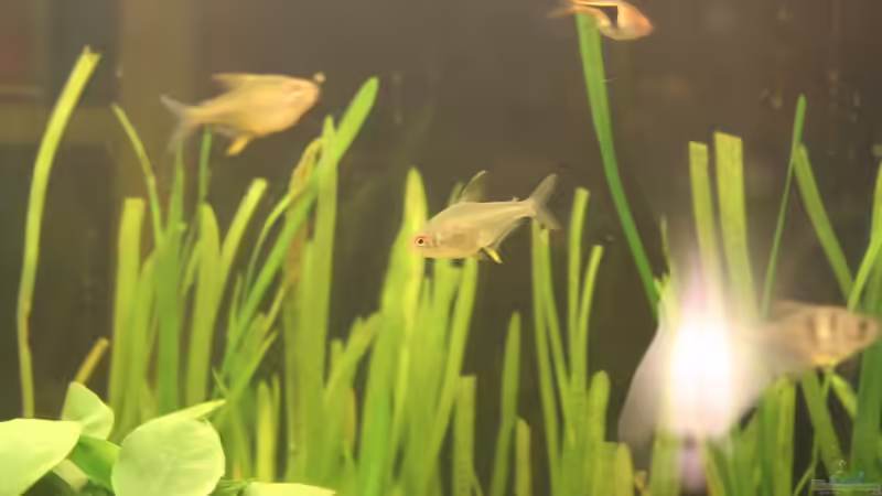 Besatz im Aquarium Salmlerbecken von Carphunter (18)