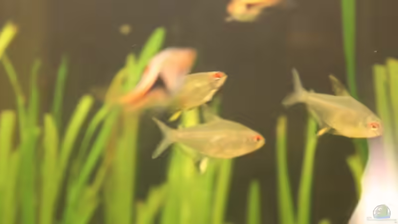 Besatz im Aquarium Salmlerbecken von Carphunter (20)