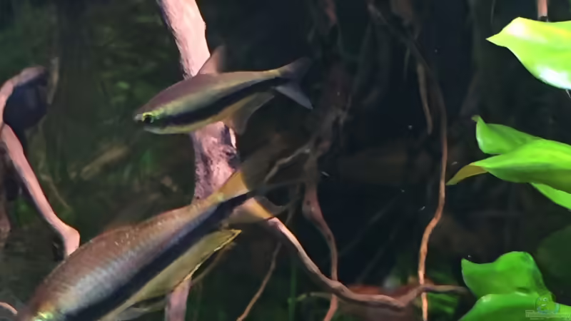 Besatz im Aquarium Salmlerdelta (aufgelöst) von Gregorsimsel (26)