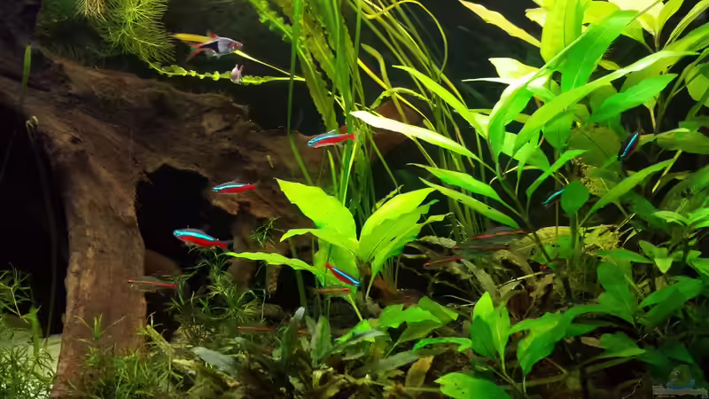 Besatz im Aquarium Salmlerwelten (umgebaut zur Amerika Räuberwelt)) von NRW (36)