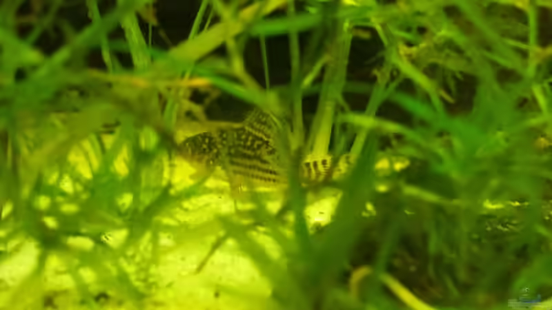 Besatz im Aquarium Salmlerwelten (umgebaut zur Amerika Räuberwelt)) von NRW (39)