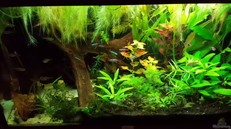 Besatz im Aquarium Salmlerwelten (umgebaut zur Amerika Räuberwelt)) von NRW (40)