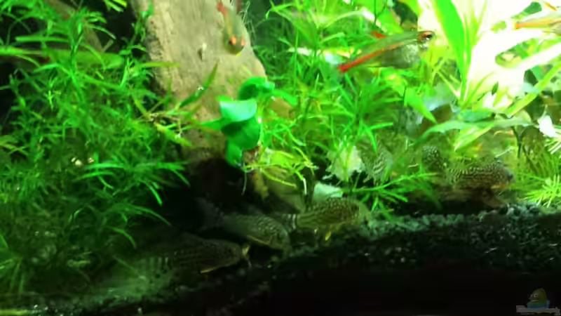 Besatz im Aquarium Salmlerwelten (umgebaut zur Amerika Räuberwelt)) von NRW (41)