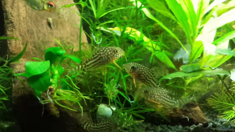 Besatz im Aquarium Salmlerwelten (umgebaut zur Amerika Räuberwelt)) von NRW (42)