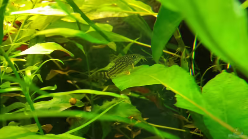 Besatz im Aquarium Salmlerwelten (umgebaut zur Amerika Räuberwelt)) von NRW (45)