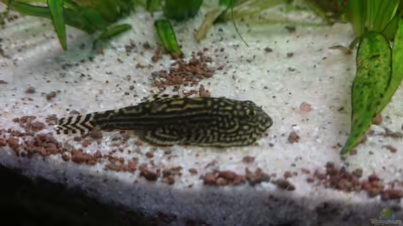 Besatz im Aquarium Samarai von Fabian Schmette (14)