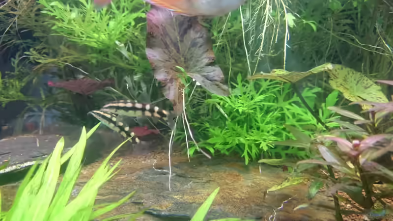 Besatz im Aquarium Samarai von Fabian Schmette (15)