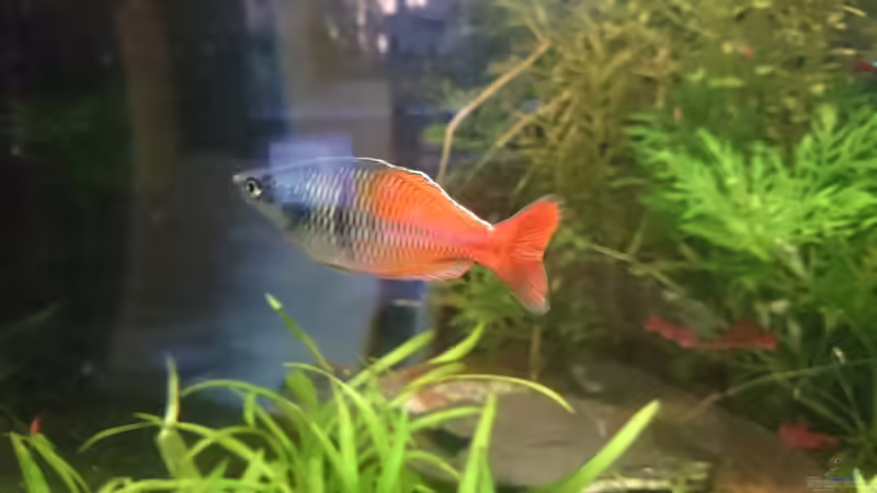 Besatz im Aquarium Samarai von Fabian Schmette (16)