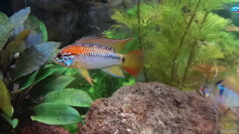 Besatz im Aquarium S&amp;N 3 Vision 260 Liter Südamerika Becken von Stefan Runke (27)