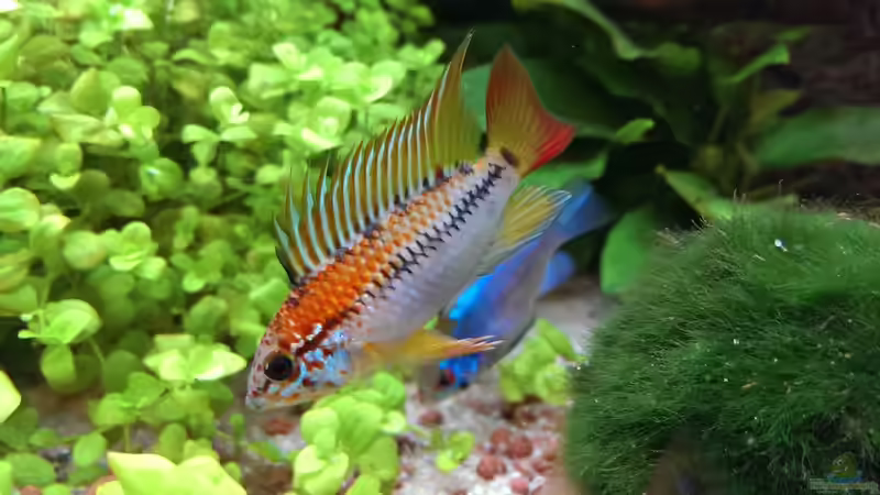 Besatz im Aquarium S&amp;N 3 Vision 260 Liter Südamerika Becken von Stefan Runke (28)