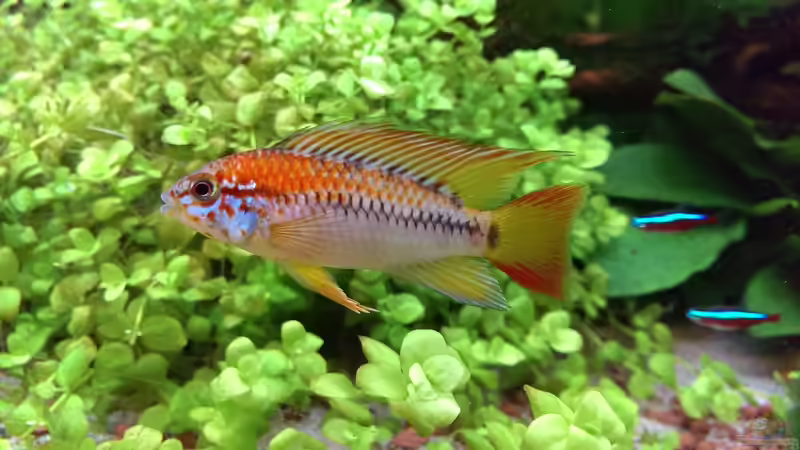 Besatz im Aquarium S&amp;N 3 Vision 260 Liter Südamerika Becken von Stefan Runke (29)