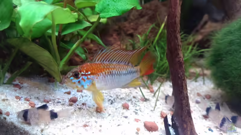 Besatz im Aquarium S&amp;N 3 Vision 260 Liter Südamerika Becken von Stefan Runke (30)