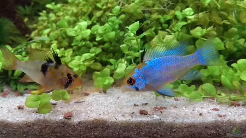 Besatz im Aquarium S&amp;N 3 Vision 260 Liter Südamerika Becken von Stefan Runke (31)