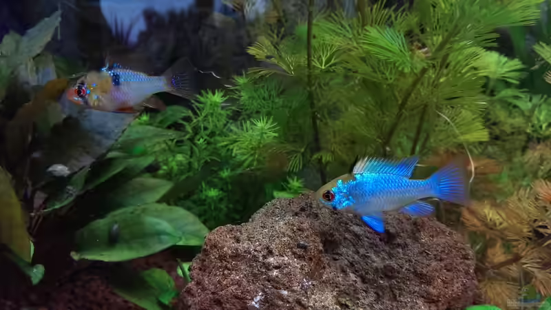 Besatz im Aquarium S&amp;N 3 Vision 260 Liter Südamerika Becken von Stefan Runke (32)