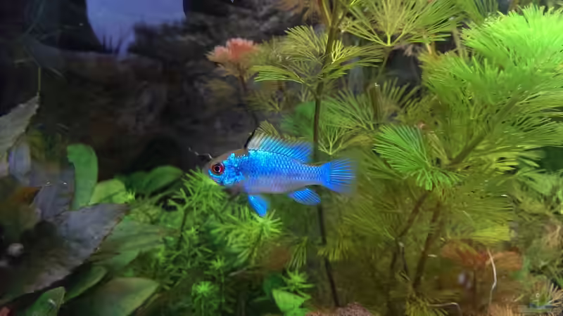 Besatz im Aquarium S&amp;N 3 Vision 260 Liter Südamerika Becken von Stefan Runke (33)