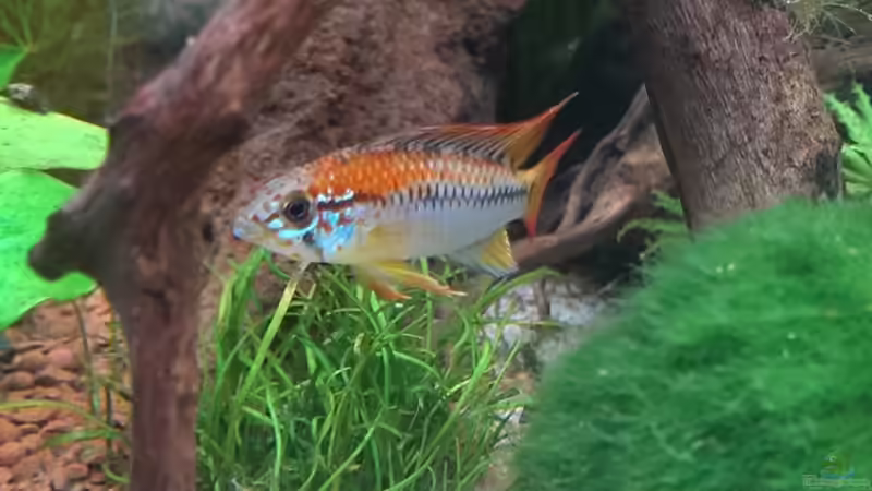 Besatz im Aquarium S&amp;N 3 Vision 260 Liter Südamerika Becken von Stefan Runke (34)