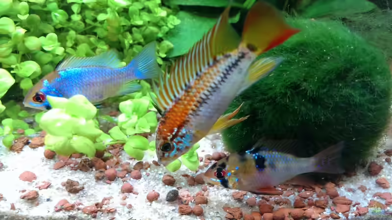 Besatz im Aquarium S&amp;N 3 Vision 260 Liter Südamerika Becken von Stefan Runke (35)