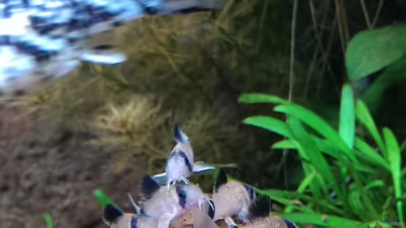 Besatz im Aquarium S&amp;N 3 Vision 260 Liter Südamerika Becken von Stefan Runke (36)