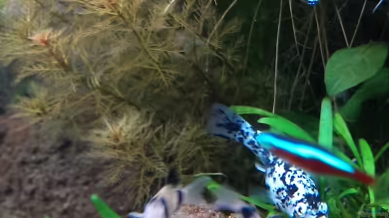 Besatz im Aquarium S&amp;N 3 Vision 260 Liter Südamerika Becken von Stefan Runke (37)