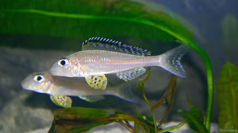 Besatz im Aquarium Sand - und Freiwasserzone im Tanganjikasee von Miriam (28)