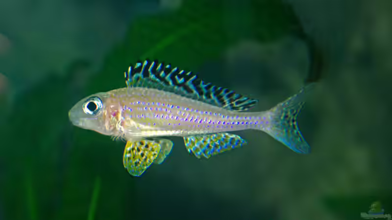 Besatz im Aquarium Sand - und Freiwasserzone im Tanganjikasee von Miriam (29)