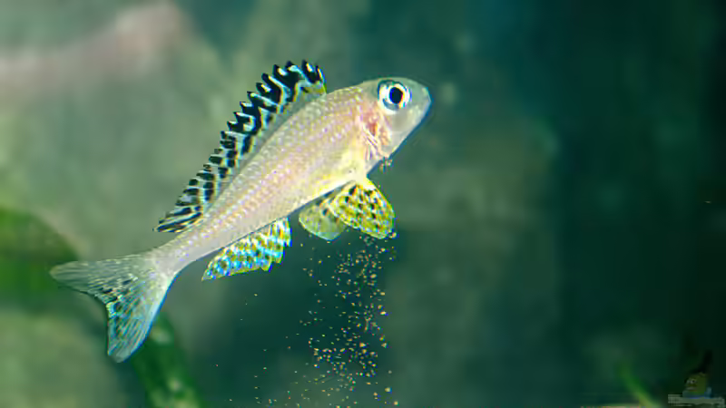 Besatz im Aquarium Sand - und Freiwasserzone im Tanganjikasee von Miriam (30)