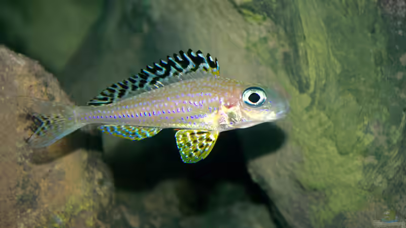 Besatz im Aquarium Sand - und Freiwasserzone im Tanganjikasee von Miriam (31)