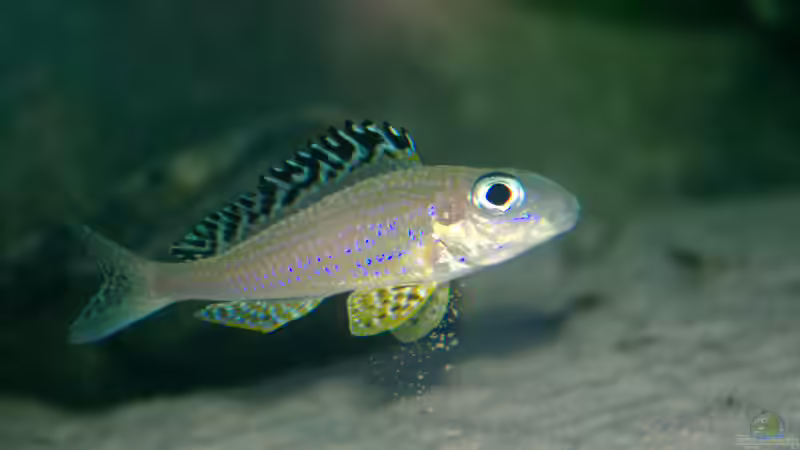 Besatz im Aquarium Sand - und Freiwasserzone im Tanganjikasee von Miriam (32)