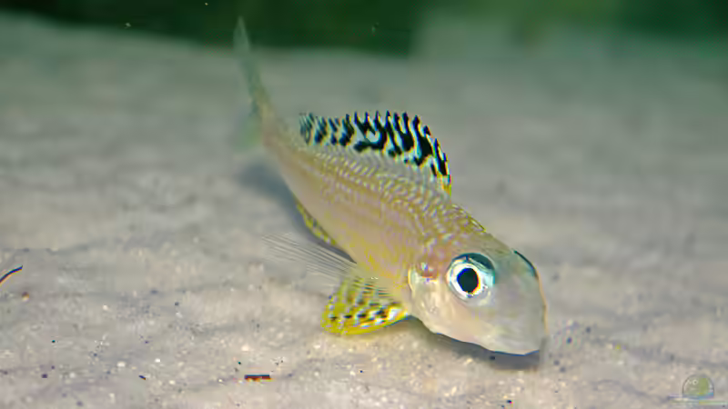 Besatz im Aquarium Sand - und Freiwasserzone im Tanganjikasee von Miriam (33)