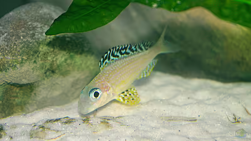 Besatz im Aquarium Sand - und Freiwasserzone im Tanganjikasee von Miriam (35)