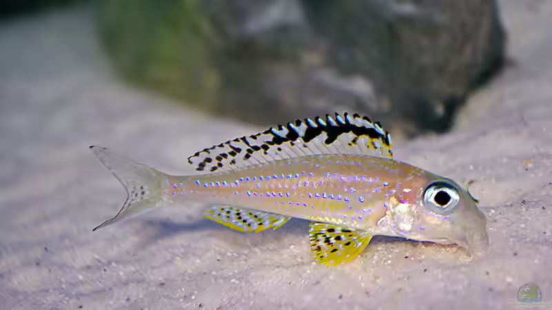 Besatz im Aquarium Sand - und Freiwasserzone im Tanganjikasee von Miriam (36)