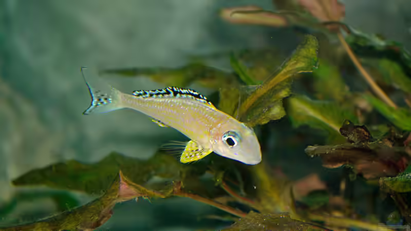 Besatz im Aquarium Sand - und Freiwasserzone im Tanganjikasee von Miriam (37)