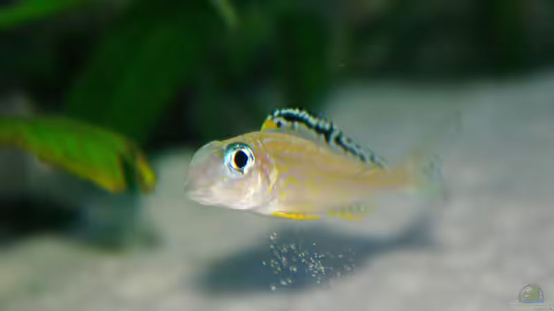 Besatz im Aquarium Sand - und Freiwasserzone im Tanganjikasee von Miriam (38)