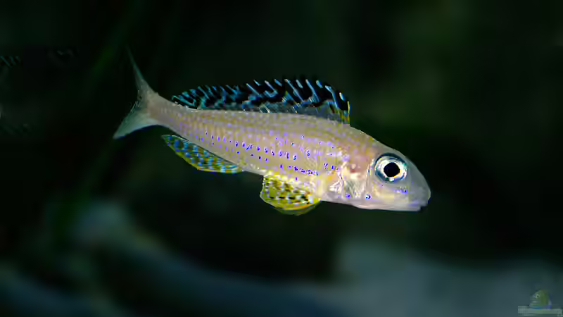 Besatz im Aquarium Sand - und Freiwasserzone im Tanganjikasee von Miriam (39)
