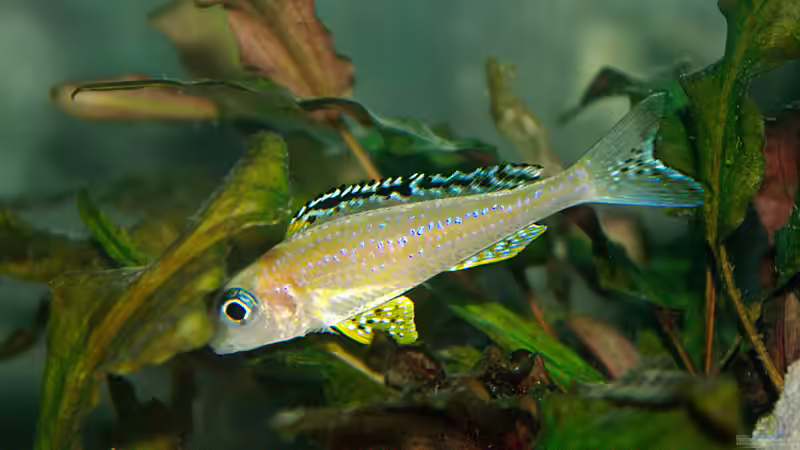 Besatz im Aquarium Sand - und Freiwasserzone im Tanganjikasee von Miriam (40)