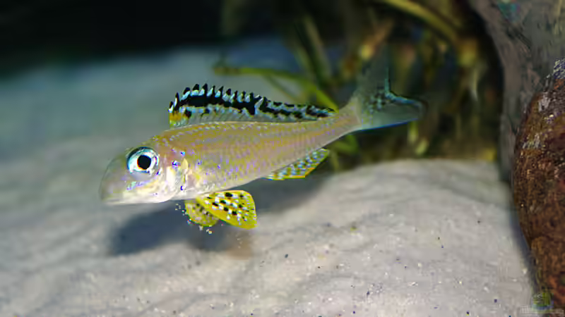 Besatz im Aquarium Sand - und Freiwasserzone im Tanganjikasee von Miriam (41)