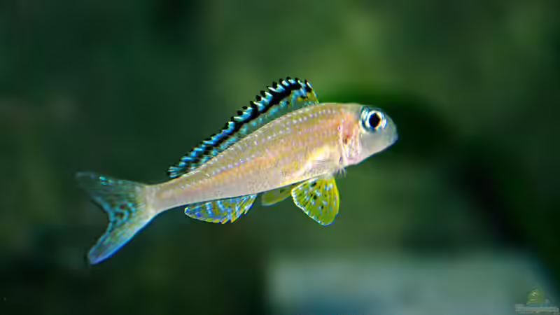 Besatz im Aquarium Sand - und Freiwasserzone im Tanganjikasee von Miriam (42)
