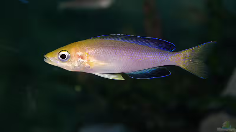 Besatz im Aquarium Sand - und Freiwasserzone im Tanganjikasee von Miriam (43)