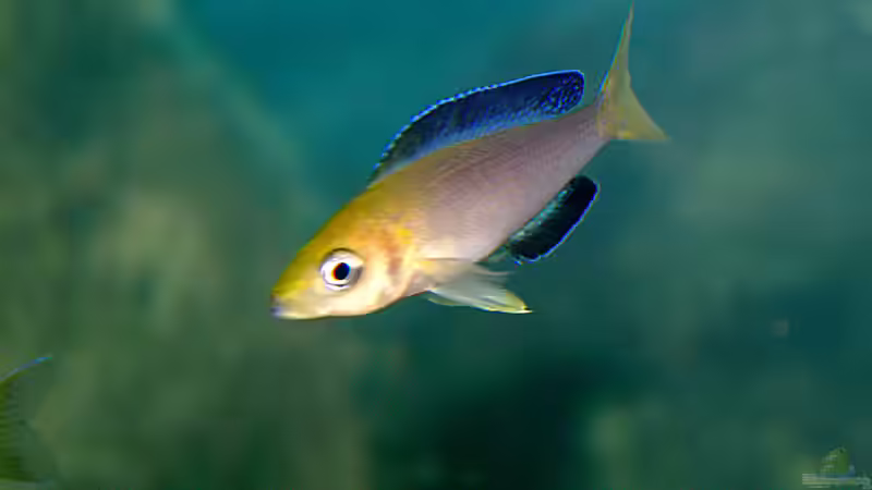 Besatz im Aquarium Sand - und Freiwasserzone im Tanganjikasee von Miriam (45)