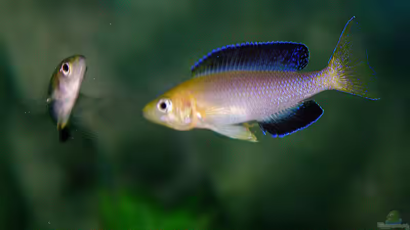 Besatz im Aquarium Sand - und Freiwasserzone im Tanganjikasee von Miriam (47)