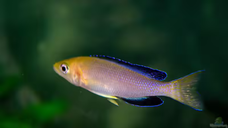 Besatz im Aquarium Sand - und Freiwasserzone im Tanganjikasee von Miriam (48)