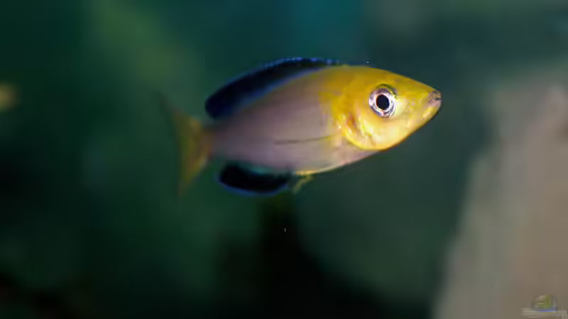 Besatz im Aquarium Sand - und Freiwasserzone im Tanganjikasee von Miriam (49)