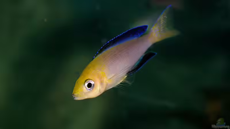 Besatz im Aquarium Sand - und Freiwasserzone im Tanganjikasee von Miriam (50)