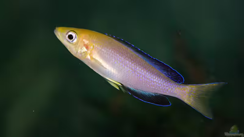 Besatz im Aquarium Sand - und Freiwasserzone im Tanganjikasee von Miriam (51)