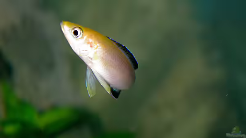 Besatz im Aquarium Sand - und Freiwasserzone im Tanganjikasee von Miriam (52)