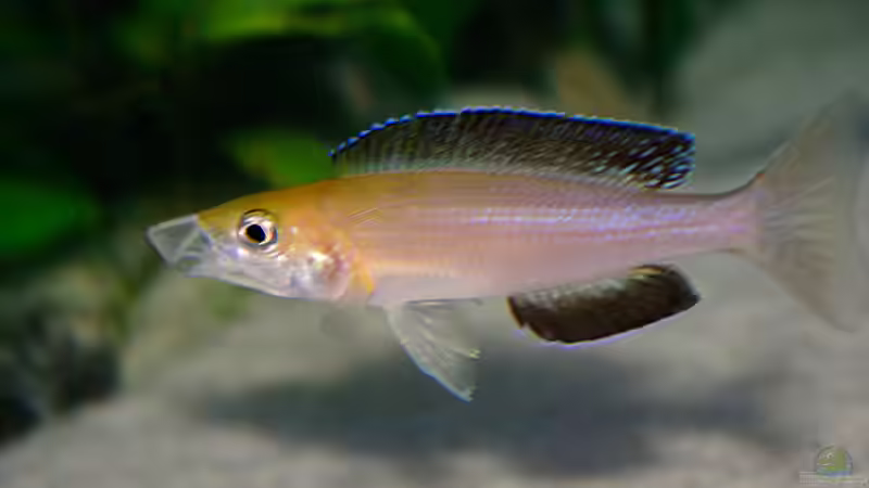 Besatz im Aquarium Sand - und Freiwasserzone im Tanganjikasee von Miriam (53)