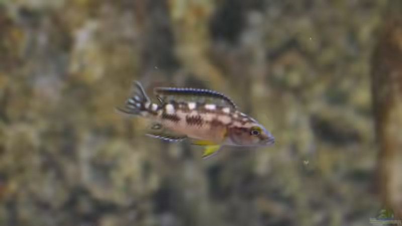 Besatz im Aquarium Sand &amp; Steine von falleb (33)