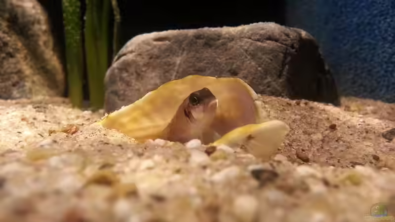 Besatz im Aquarium Sand and Shells von Bitman (25)