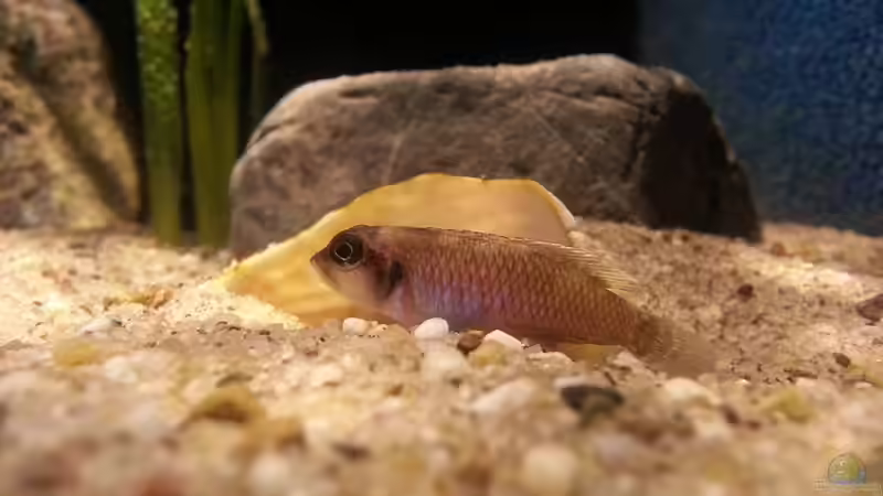 Besatz im Aquarium Sand and Shells von Bitman (28)