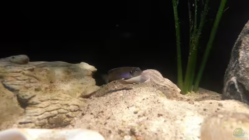 Besatz im Aquarium Sand and Shells von Bitman (32)